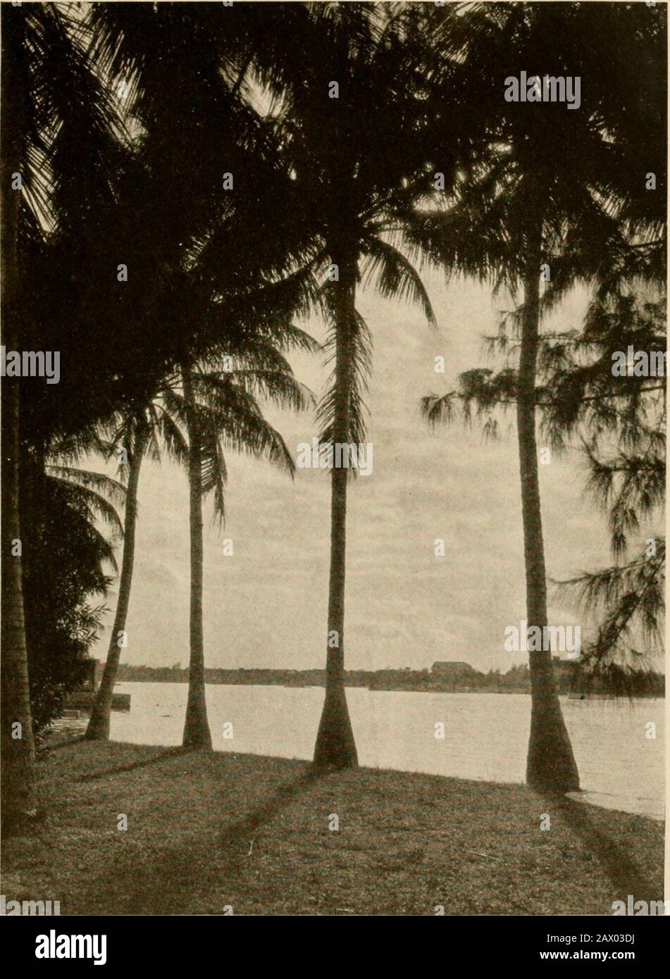 Winterreisen im Süden; Stift- und Kameradisionen von Männern, Manieren, Frauen und Dingen vom blauen Golf und New Orleans durch die modischen Florida-Palmen bis zu den Kiefern von Virginia. Abgesehen davon konnte ich im Baden eine Anmerkung machen. Die Kostüme waren nicht so gewagt, wie man sie in den Nordküstenresorts im Sommer sehen konnte; die Anzüge waren in besserem Geschmack, die Farben heller und passender gewählt. Die ganze Szene war eine schwule mit den weißen Sandstränden, den Wachleuten, den Sonnenschirmen und den parti-farbigen Badekappen, einem Stockfoto