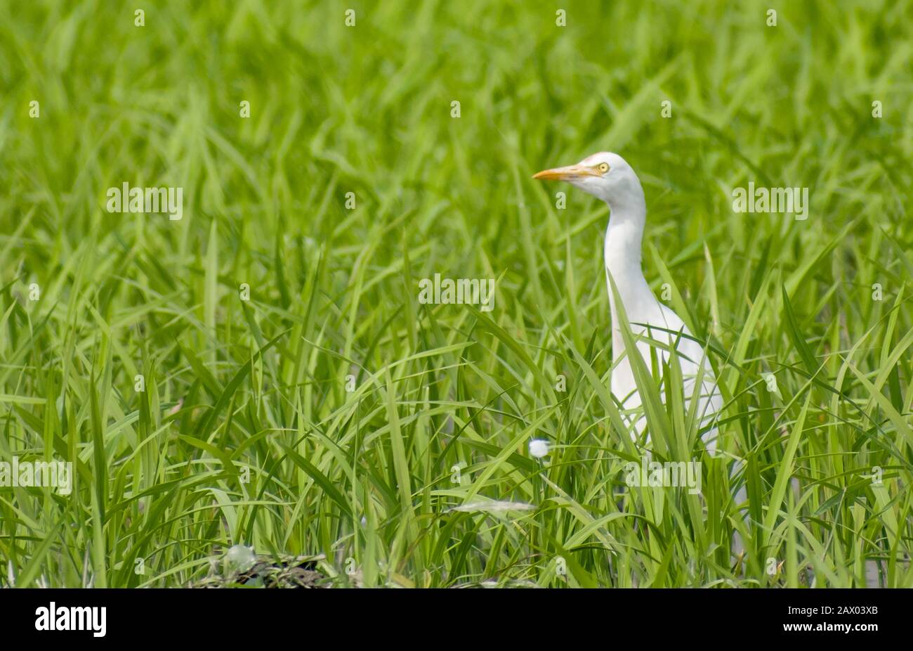 Das Rinderegret (Bubulcus Ibis) ist eine kosmopolitische Reiherart (Familie Ardeidias), die in den Tropen, Subtropen und warm-gemäßigten Zonen vorkommt. Stockfoto