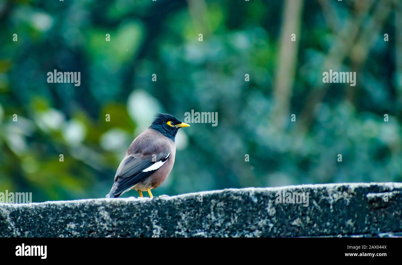 Die Myna ist ein Vogel der starling Familie. Dies ist eine Gruppe von Vögeln aus der südlichen Asien, insbesondere Indien, Pakistan und Bangla Stockfoto