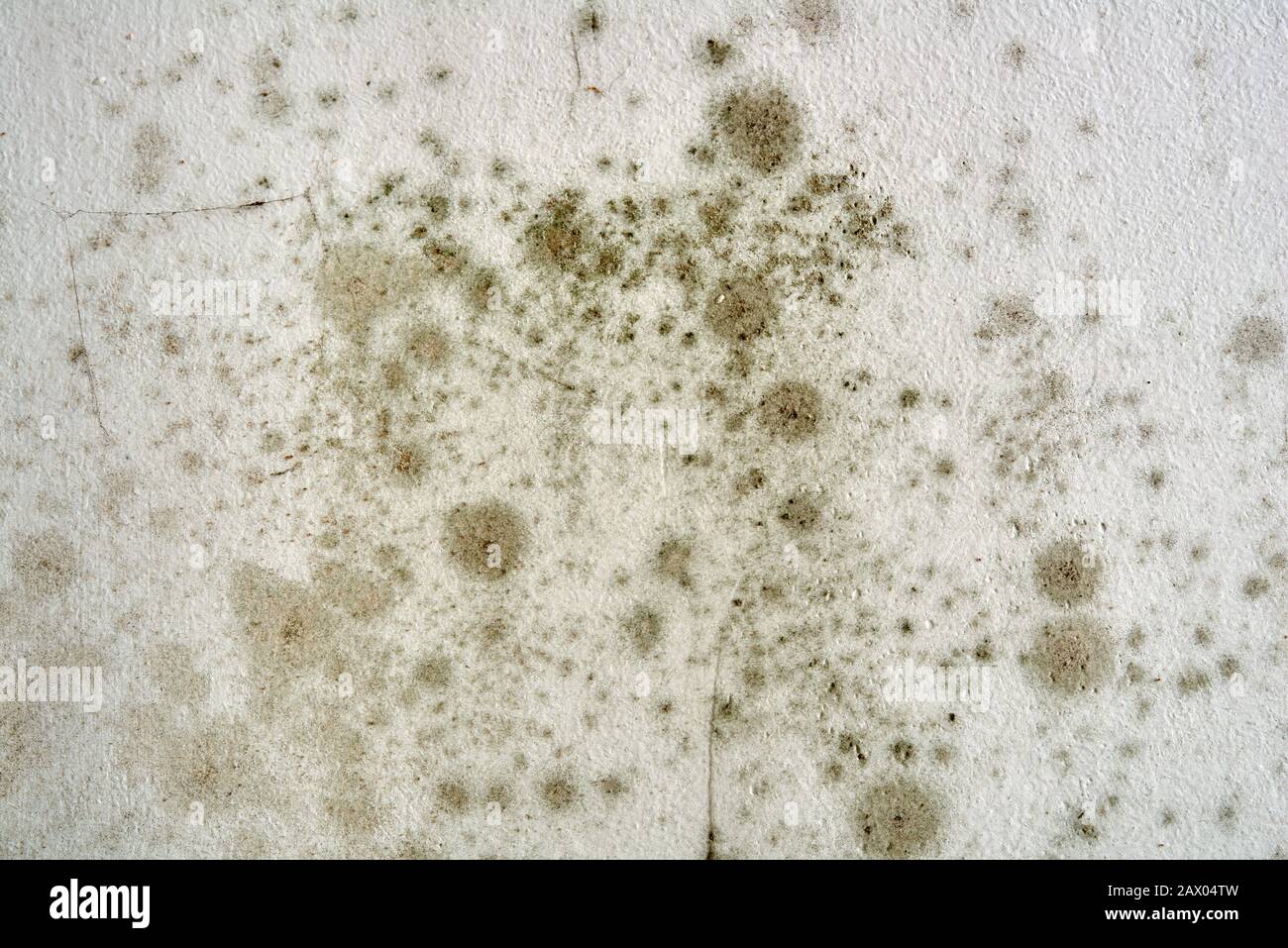 Schwarzer Schimmel und Pilz an der Hauswand. Schimmel an der Decke - das Problem der Belüftung, Feuchtigkeit, Kälte in der Wohnung. Stockfoto