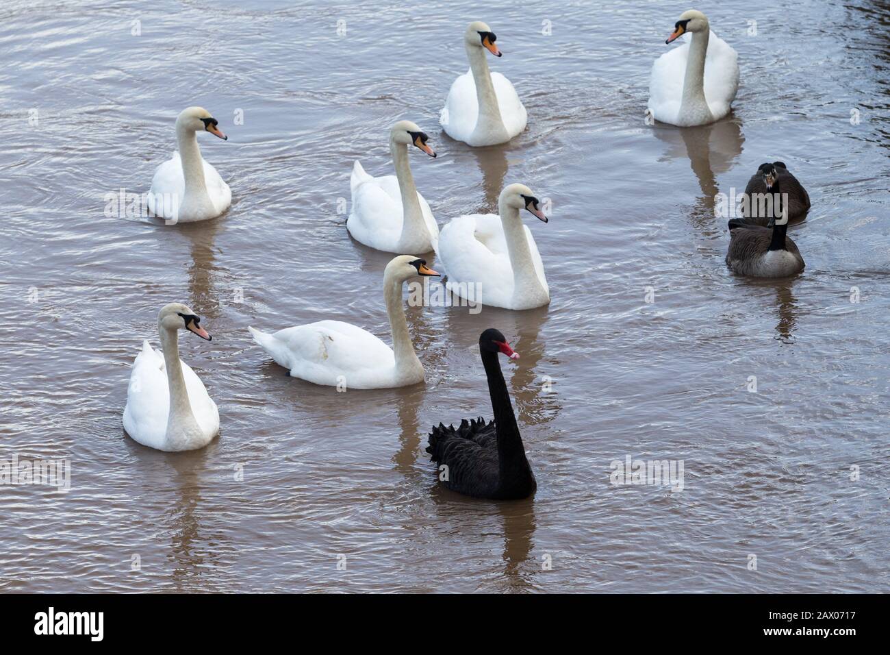 Schwarzer Schwan (Cygnus atratus) an einem Fluss in Großbritannien, 2020 Stockfoto