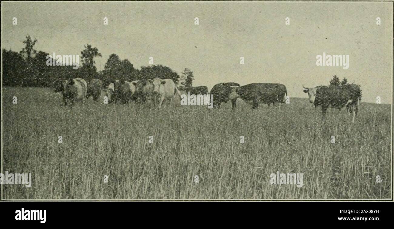 Ontario Sessionpapers, 1908, Nr.13-19 . Catting und Binding Winterweizen auf den Ilots. Elf Steer, die Anfang Mai 1907 auf einem acht Hektar großen Feld seigten, mit einer Mischung aus 51 llbs. Hafer, 30 lbs. Early Amber Sugar Caneand 7 lbs. Red Clover Seed per Acre. Stockfoto
