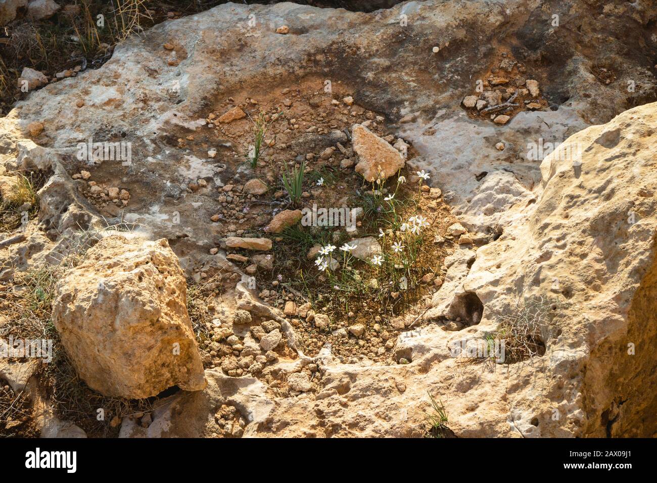 Winzige weiße Blumen wachsen auf einem Felsen Stockfoto