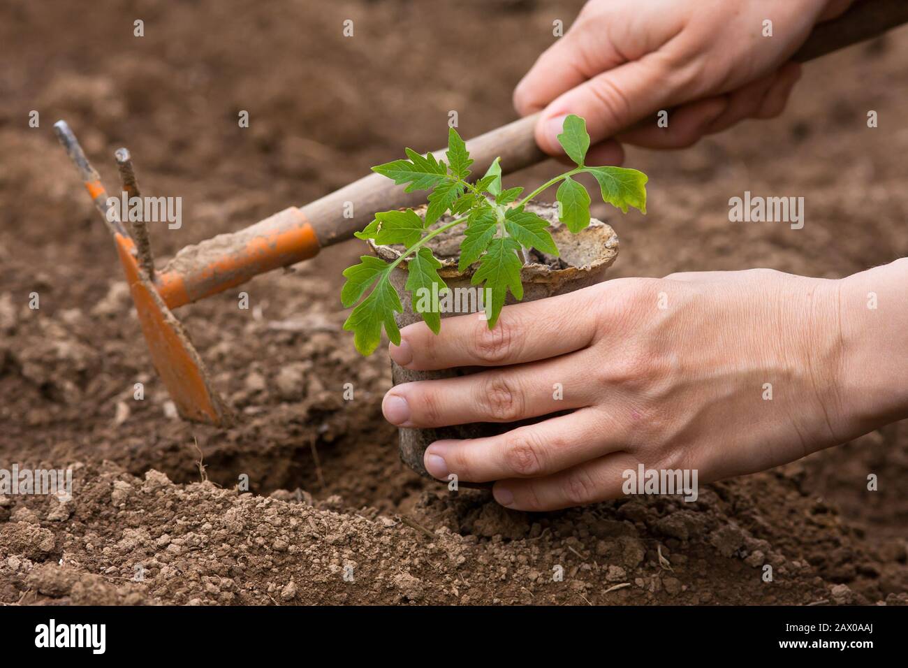 Hände, die das Sämeln von Tomaten Pflanzen Stockfoto