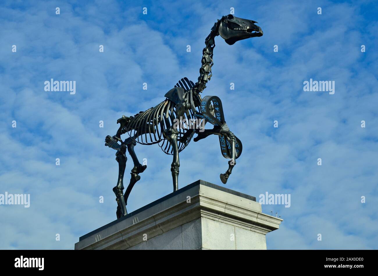 London, Großbritannien - 19. Januar 2016: Moderne Skulptur auf der vierten Sockelplatte, randloses Pferdeskelett des Künstlers Hans Haacke auf dem Trafalgar Square Stockfoto