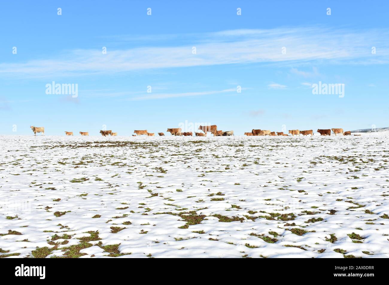 Winterlandschaft mit schneebedecktem Weißfeld, Kuhherde und blauem Himmel. Bergregion Ancares, Lugo, Galicien, Spanien. Stockfoto