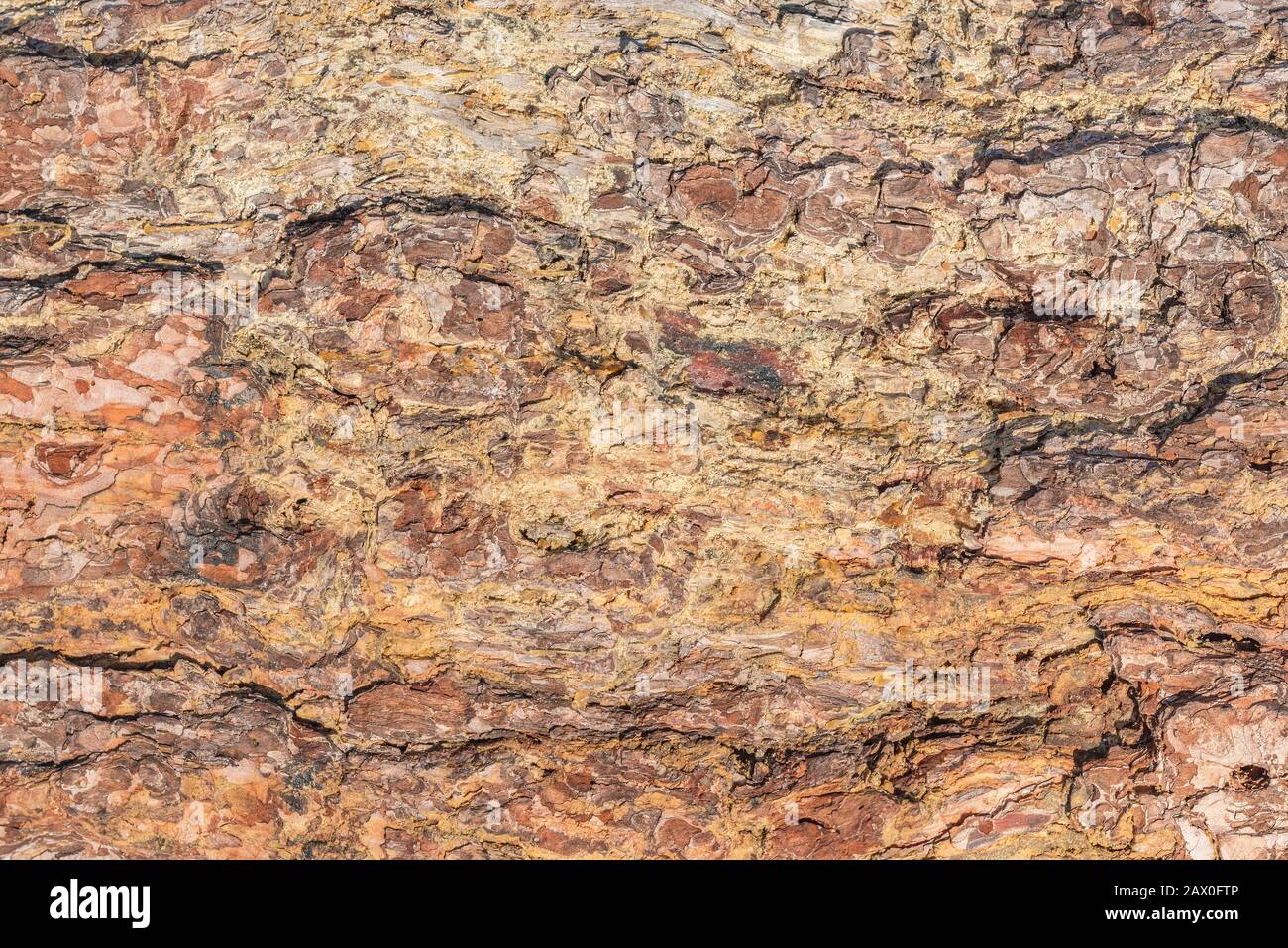 Kiefer Baum Rinde Textur. Stockfoto