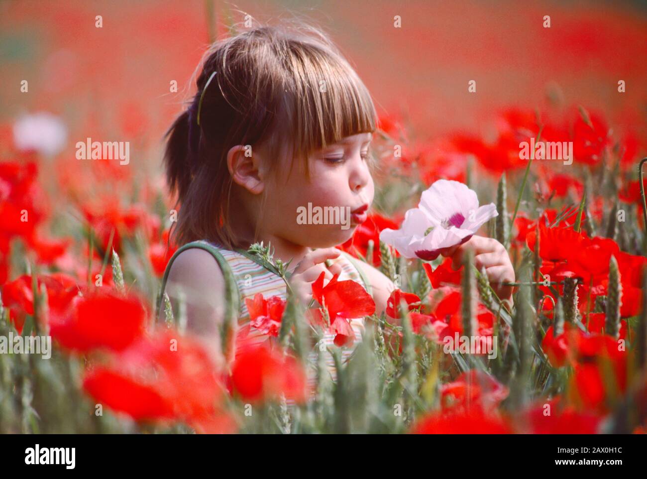 Junges Mädchen auf dem Feld der roten Mohn, das in einen einzigen rosafarbenen Mohn bläst und weht Stockfoto