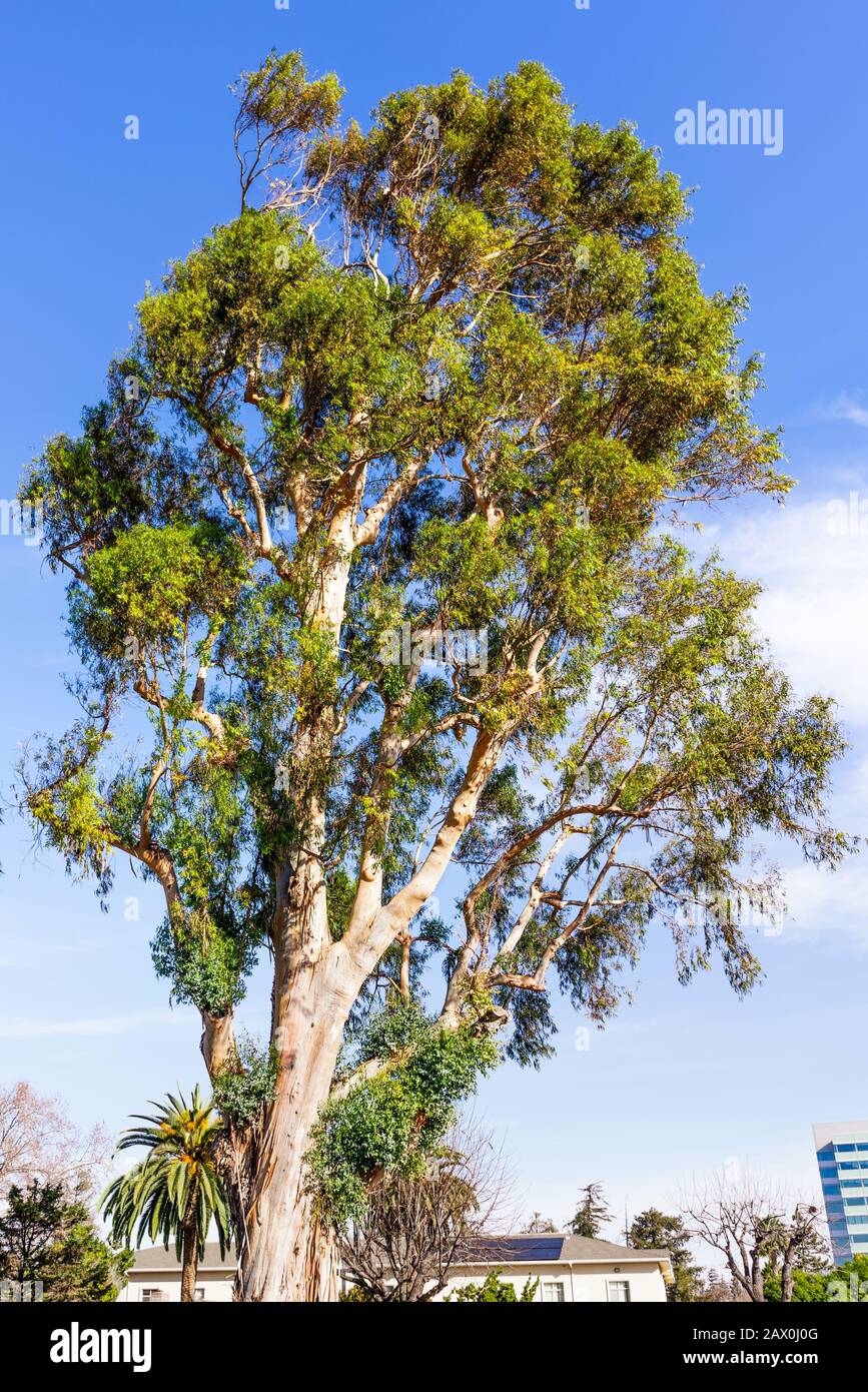 Hoher Eukalyptusbaum, der in einer Stadt in der South San Francisco Bay Area, Kalifornien wächst; Eukalyptusbäume sind in Australien heimisch und gelten als Einfälle Stockfoto