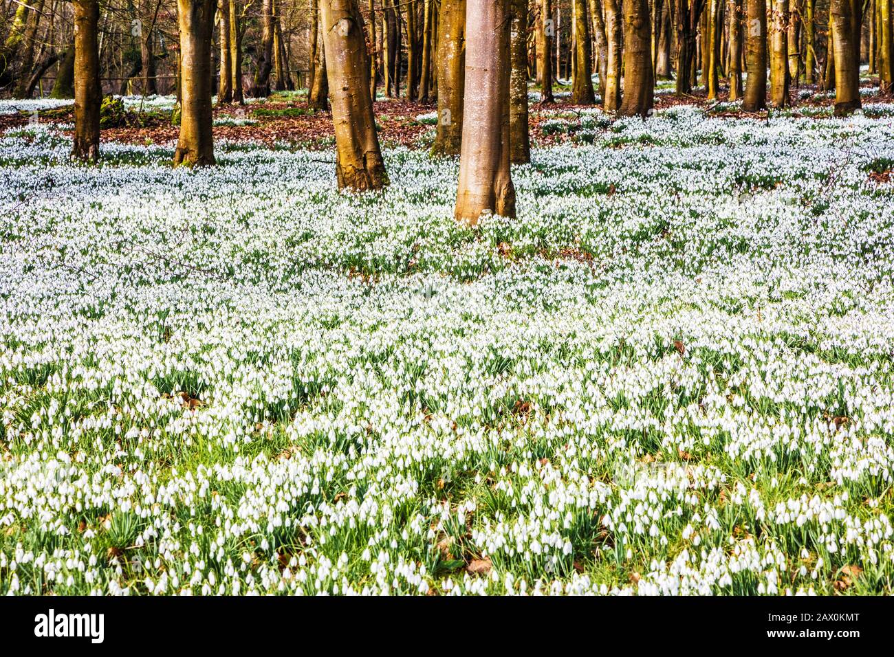 Schneefälle im Welford Park in Berkshire. Stockfoto