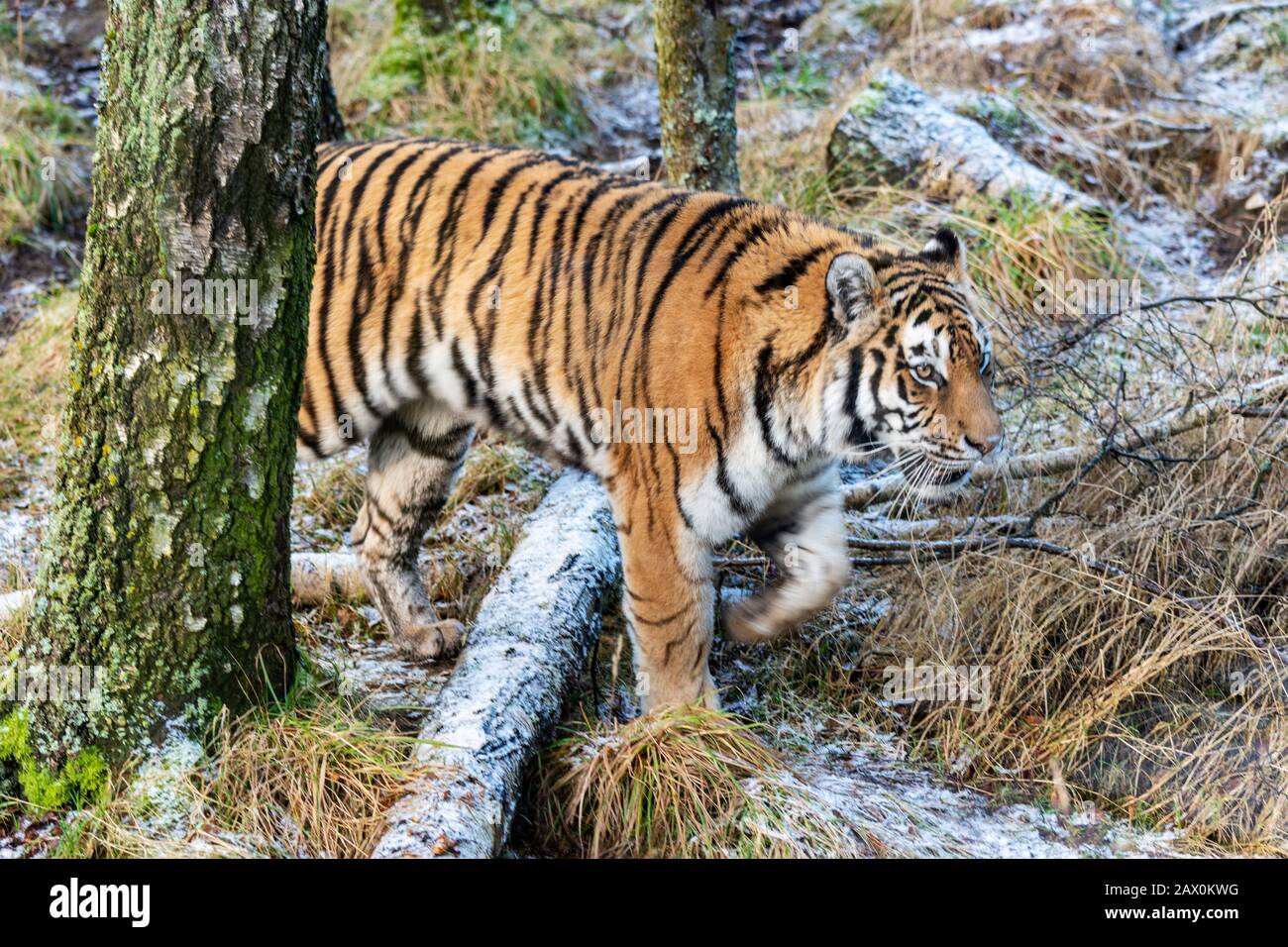 Weiblicher Amur Tiger (panthera tigris altaica), ursprünglich bekannt als Siberian Tiger, Highland Wildlife Park, Kincraig, Kingussie, Schottland, Großbritannien Stockfoto