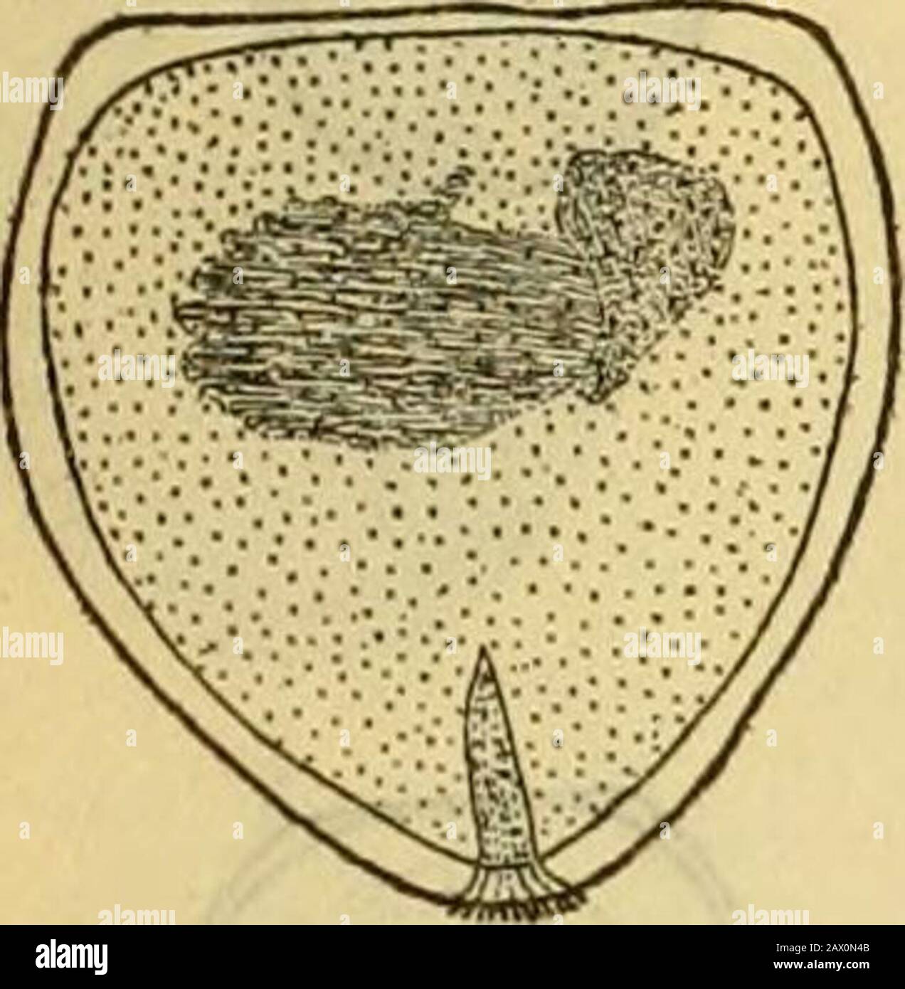 Naturgeschichte und Vermehrung von Süßwassermuscheln . Stockfoto