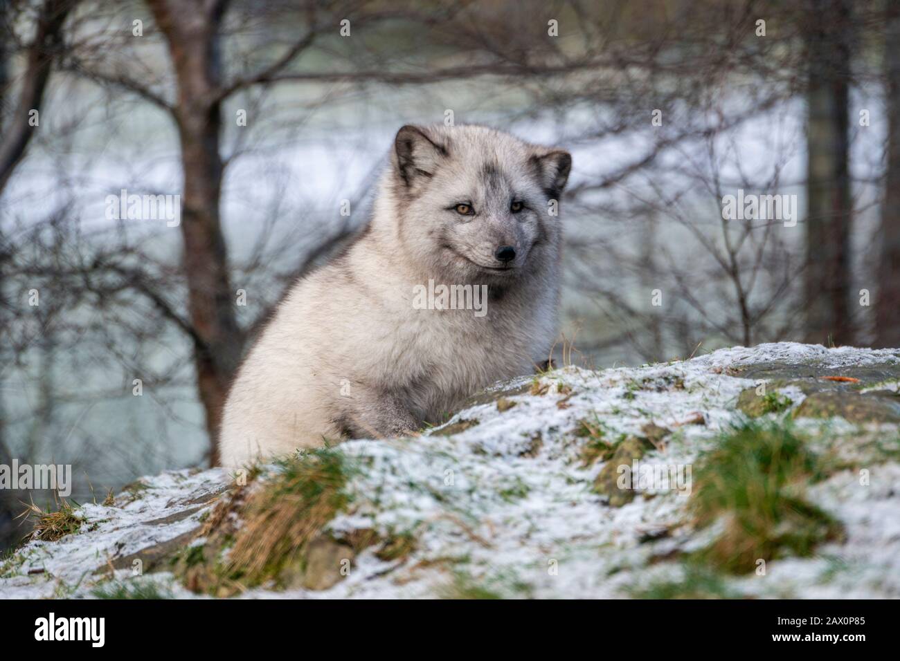 Artic Fox (Fulpes Lagopus) mit Wintermantel im Highland Wildlife Park, Kincraig, Kingussie, Schottland, Großbritannien Stockfoto