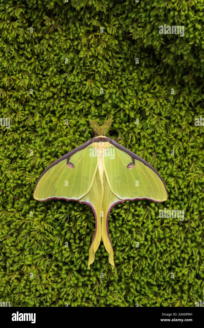 Luna Moth (Actias luna) Erwachsene Männer auf moosbedecktem Felsen. Ferncliff Wildflower and Wildlife Preserve, Lancaster County, Pennsylvania. Stockfoto