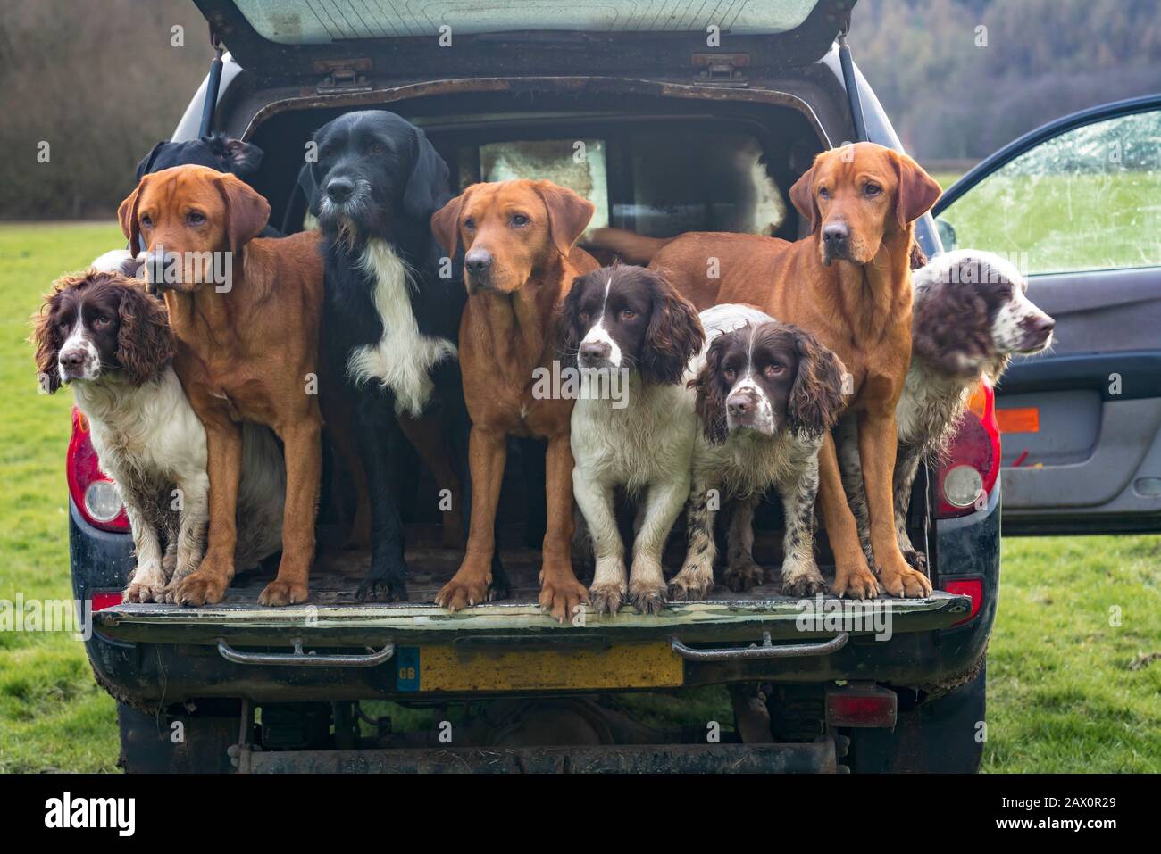 Eine Gruppe von Arbeitspistolenhunden im hinteren Teil eines 4x4 in Rievaulx Abbey North Yorkshire Jan 2020. Stockfoto