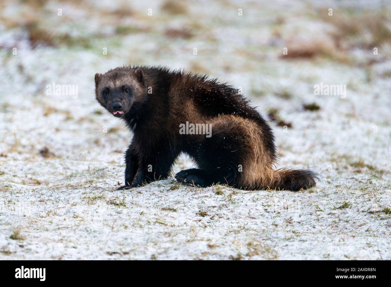 Wolverine (Gulo Gulo) im Highland Wildlife Park, Kincraig, Kingussie, Schottland, Großbritannien Stockfoto