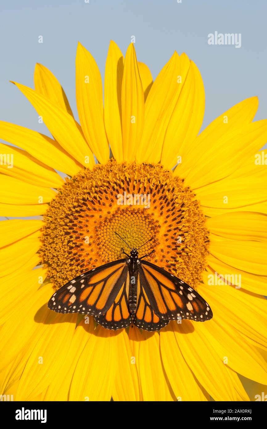 Monarch Schmetterling Nektaring auf Sonnenblumen in voller Blüte. Pennsylvania, Sommer. Stockfoto