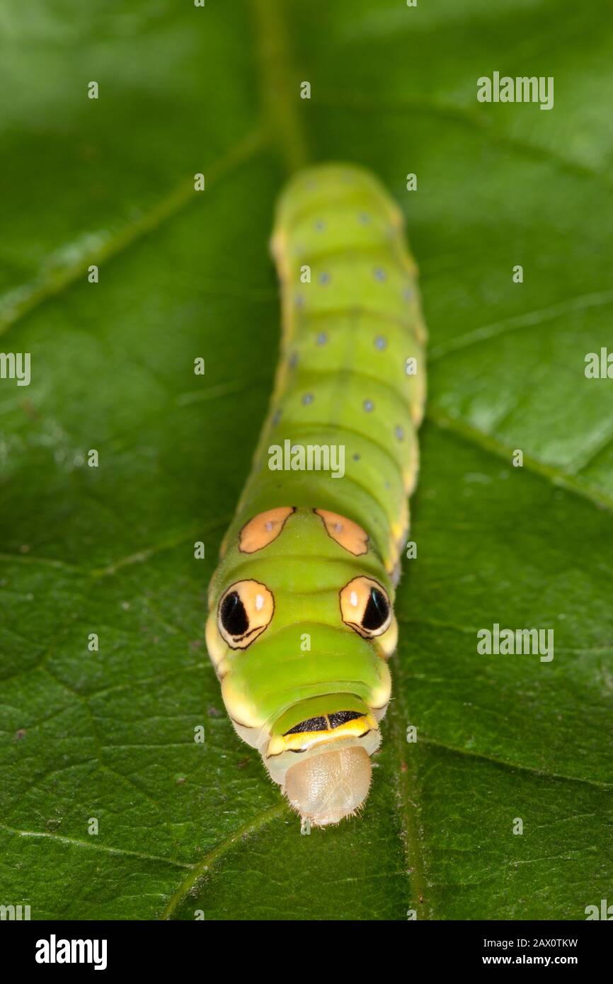 Spicebush Swallowtail Caterpillar (Papilio troilus) 5. Instarische Raupe auf Spicebush. Stockfoto