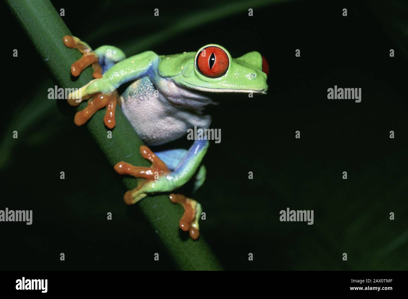 Rot-äugiger Treefrog (Agalychnis callidryas) alias Roter-äugiger Blattfrosch. Ikone der Regenwälder in Mittelamerika. Stockfoto