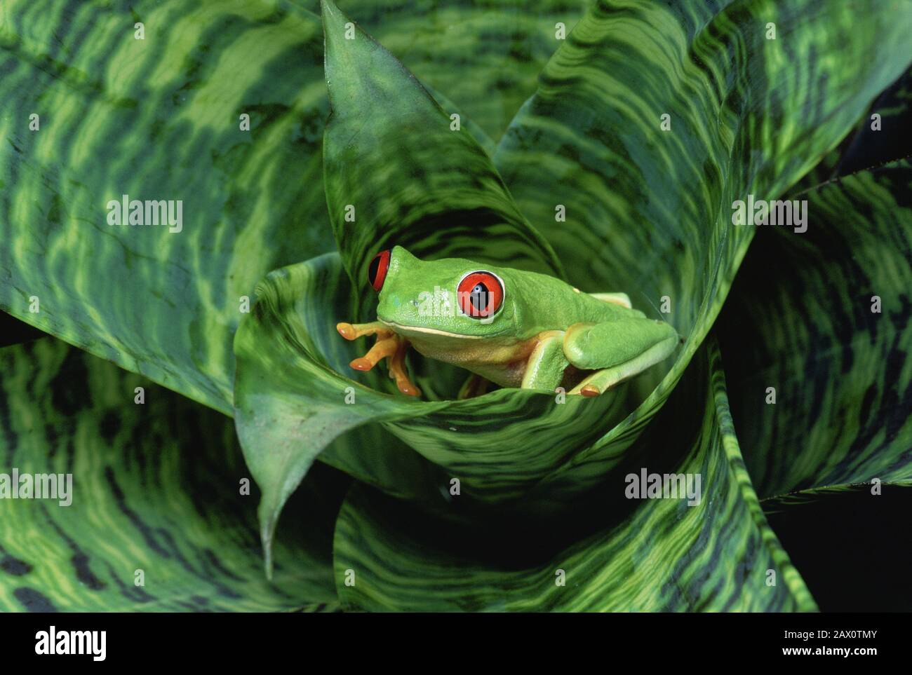 Rot-äugiger Treefrog (Agalychnis callidryas) alias Roter-äugiger Blattfrosch. Ikone der Regenwälder in Mittelamerika. Stockfoto