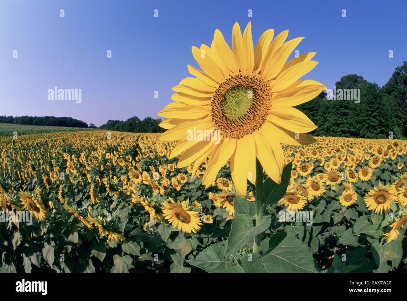 Die blühende Sonnenblume steht über der Menge anderer Sonnenblumen. Maryland, Juli. Stockfoto