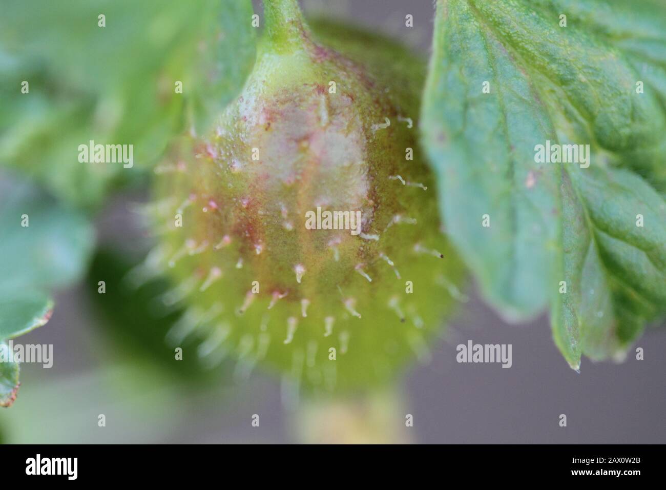 Stachelbeere Stockfoto