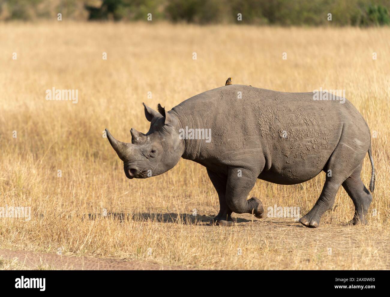 Black Rhino, der den Waldweg bei Masai Mara, Kenia, Afrika überquert Stockfoto