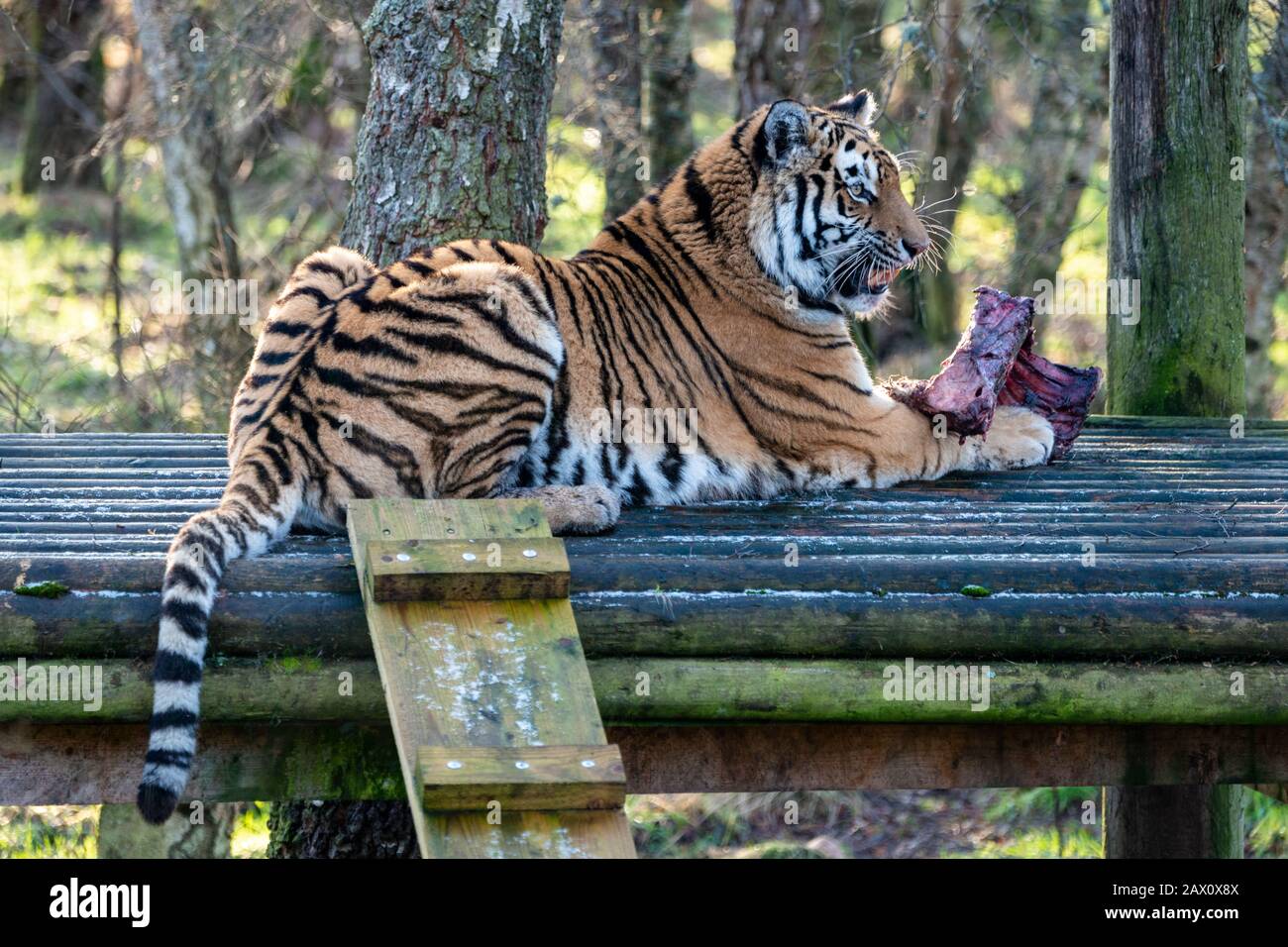 Weiblicher Amur Tiger (panthera tigris altaica), ursprünglich bekannt als Siberian Tiger, Highland Wildlife Park, Kincraig, Kingussie, Schottland, Großbritannien Stockfoto