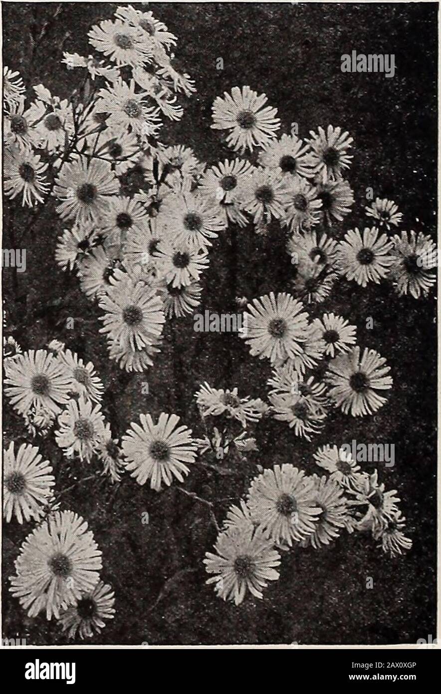 Dreer's Herbstkatalog 1920. Abgemischte Farben.Persicifolia {Peach Bells). Blaue Blumen im Juni und Juli; 2 Fuß. - Alba. Eine rein weiße Form der oben genannten. Punctata. Große nickende glockenförmige Blumen, weiß gefleckte PTplish- Rose.Pyramidalis [Kaminglocke-Blume). Das auffälligste aller Campanulas, die eine perfekte Pyramide von 4 bis 6 Fuß Höhe bilden, überfüllt mit großen salverartigen, porzellanblauen Blumen im August.Price. Jede der oben genannten Kosten: Jeweils 25 St.; 2 50 USD pro doz.; 15,00 USD pro 100. Hardy BORDER NELKEN Wählen Gemischte Sämlinge aus Saatgut, das von einem Spezialisten in dieser beliebten Blume geliefert wird. Wir Stockfoto