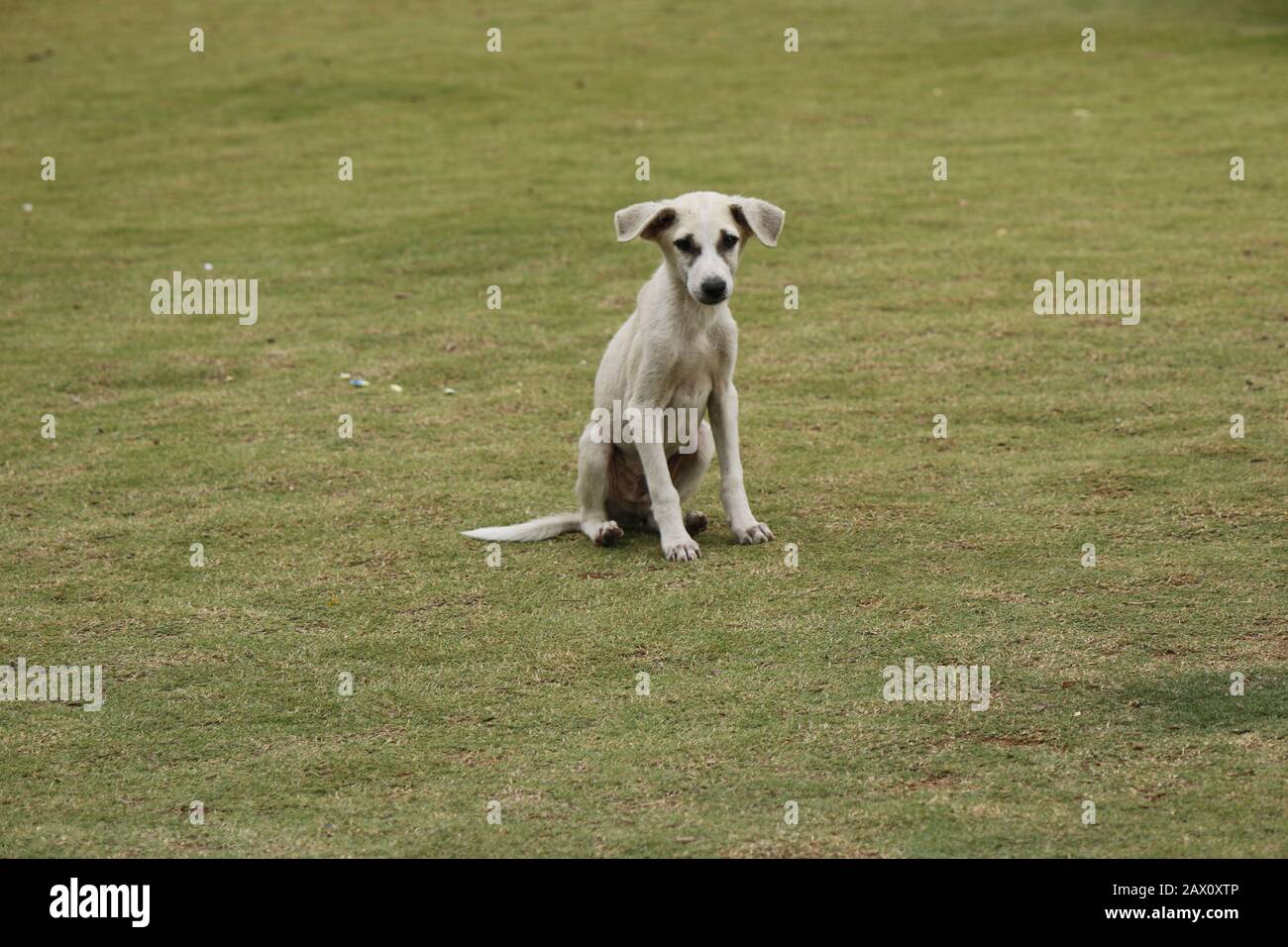 Hund, der mit Traurigkeit im Park steht, Traurigkeit der Tiere kann der Mensch nicht verstehen Stockfoto