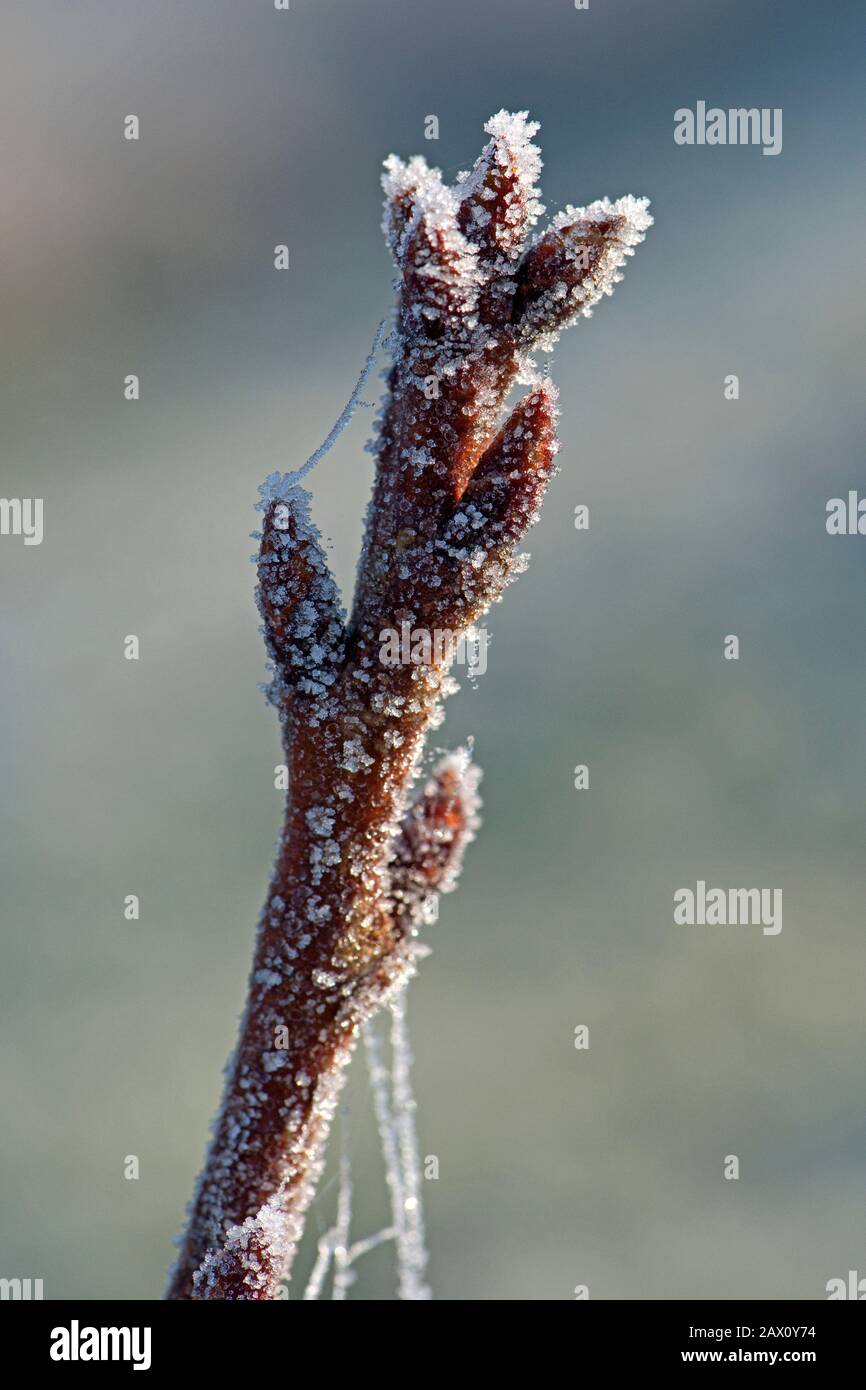 Frost, der einen blühenden Kirschschuss bedeckt und die windgeblasenen Seidenfäden der Linyphyiidspinne Anfang Februar Morgen, Berkshire Stockfoto