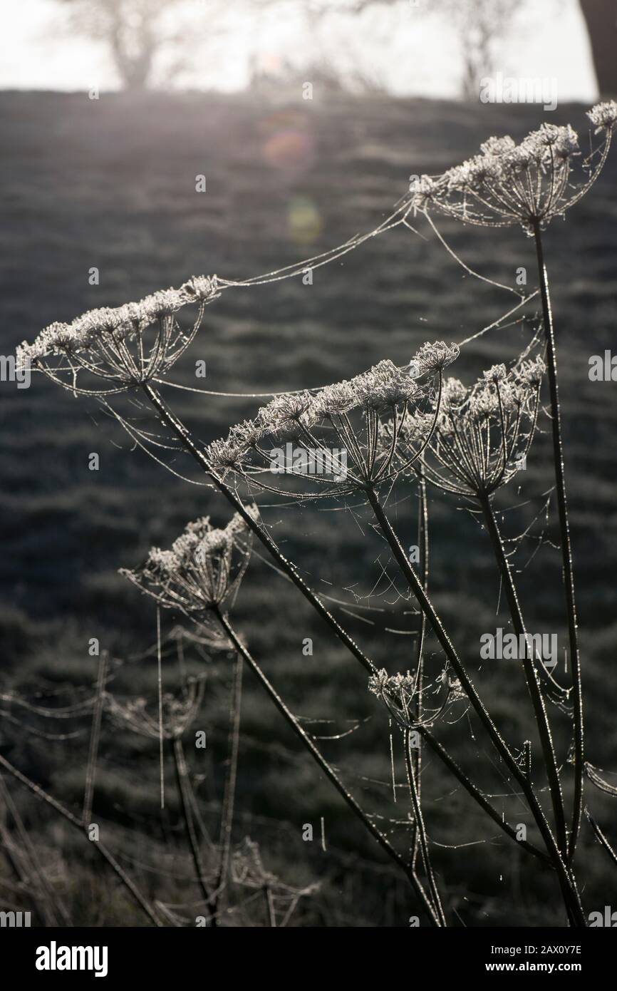 Frostige Seedköpfe von Kuh Petersilie (Heracleum sphondylium) und Fäden von linyphiden Geldspinnen an einem kalten Februar Morgen, Berkshire Stockfoto