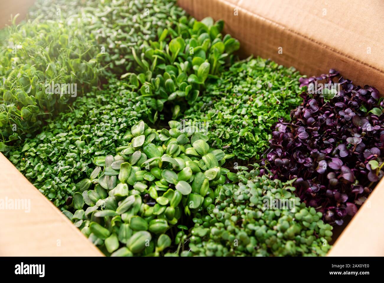 Verschiedene frische organische Mikrogreens in Kartonschachtel Stockfoto