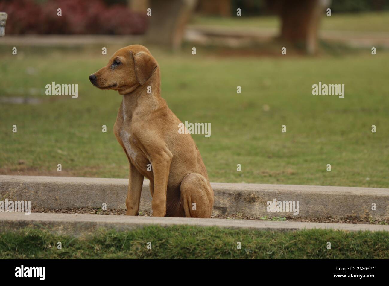 Hund, der mit Traurigkeit im Park steht, Traurigkeit der Tiere kann der Mensch nicht verstehen Stockfoto