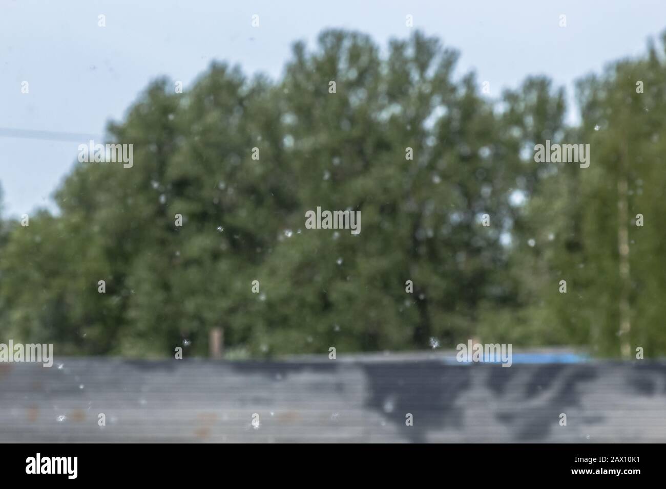 Flusen liegt am Straßenrand. Flauschige Baumsamen Pappel. Reproduktion von Bäumen. Stockfoto