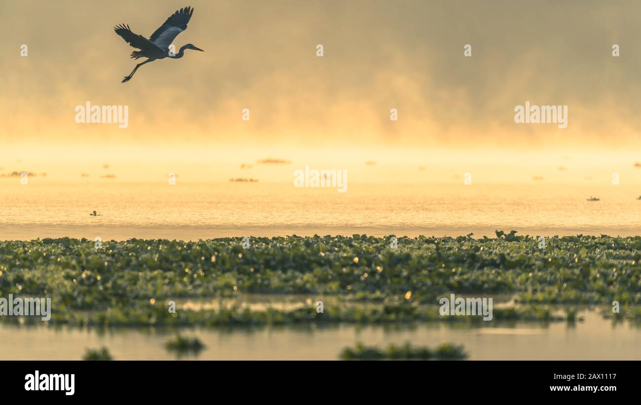 Eine Silhouette eines Reihervogels, der bei schönem Sonnenaufgang über einen See fliegt und Nebel über Wasser steigt Stockfoto