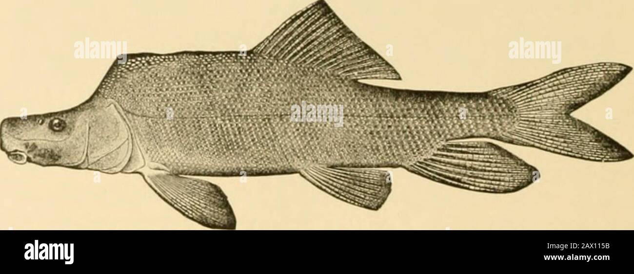 Fische . Ilg. 308. - Pharyngealzähne OT Oregon Sauger, Catostomus makro-cheilus. Abb. 809 - Rasiermesser-zurück Sucker, Xyrtiuchen Cypho (Lockington). Green River, Utah. Catostomus, bekannt durch ihre Schädel, findet sich in der Plioceneof Idaho. Die Loaches.-Die Cobitidcc, oder auch Lösshündchen, sind kleine Fische, die höchstens einen Fuß lang sind und Bäche und Teiche in ganz Europa und Asien bewohnen. In der Struktur sind sie nicht ganz andere Fromminien, aber sie sind eher aalartig in Form, und die zahlreichen Serien Ostariophysi 395 lange Barteln über den Mund deuten stark auf Affinität gegenüber den Lauffischen hin. Die Schuppen sind klein, Th Stockfoto