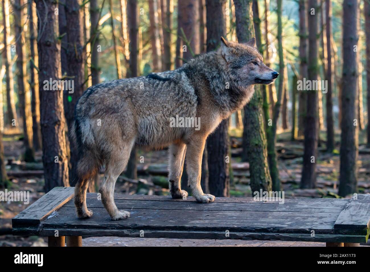 Europäischer grauer Wolf (Canis lupus lupus) im Highland Wildlife Park, Kincraig, Kingussie, Schottland, Großbritannien Stockfoto