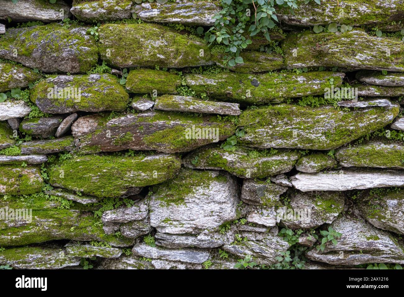 Moos auf steinernem Wandhintergrund. Grüne Pflanzen und Moos bedecken eine Steinmauer. Hintergrundbild, Hintergrund der Natur. Stockfoto