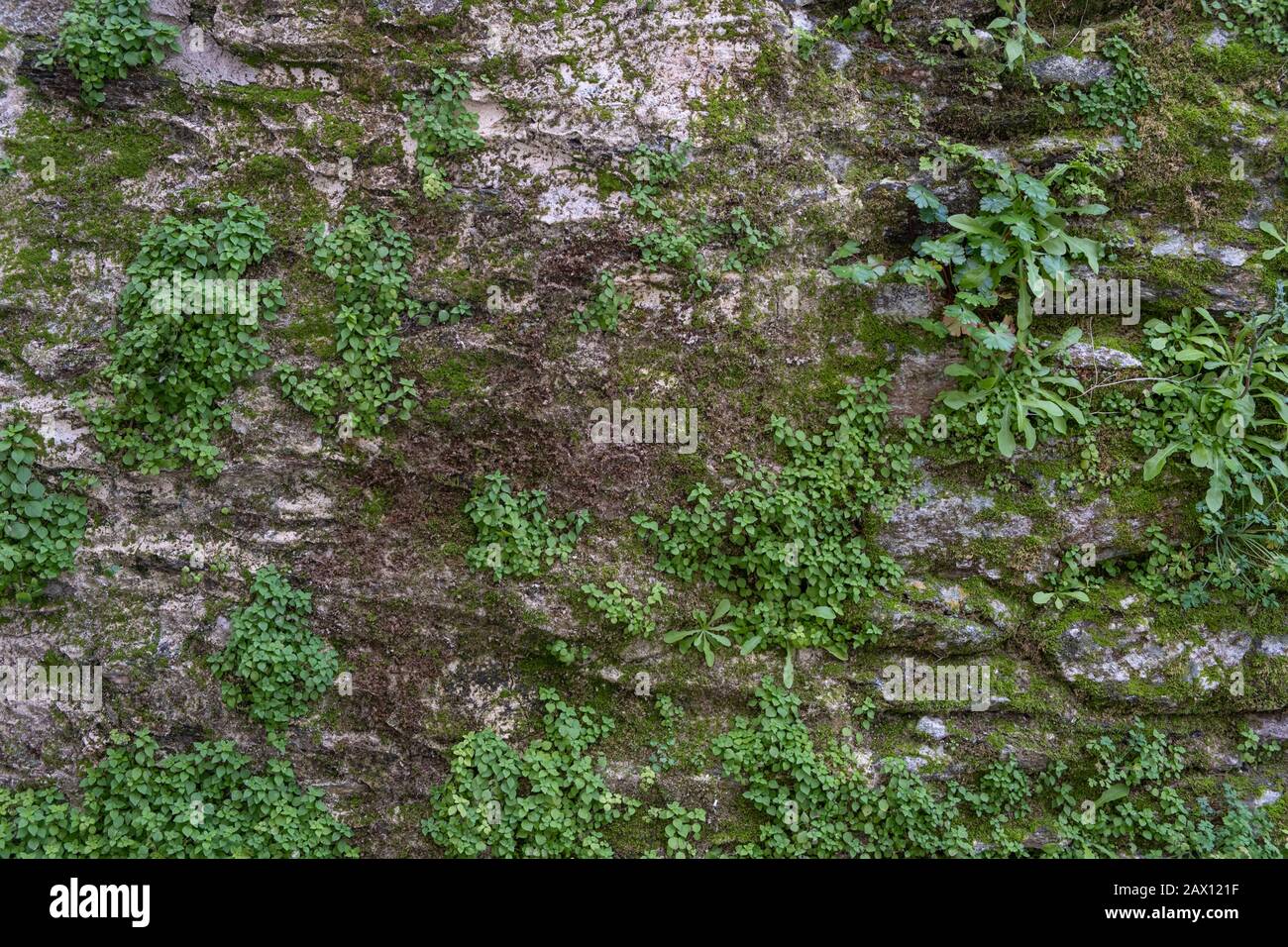 Moos auf steinernem Wandhintergrund. Grüne Pflanzen und Moos bedecken eine Steinmauer. Hintergrundbild, Hintergrund der Natur. Stockfoto