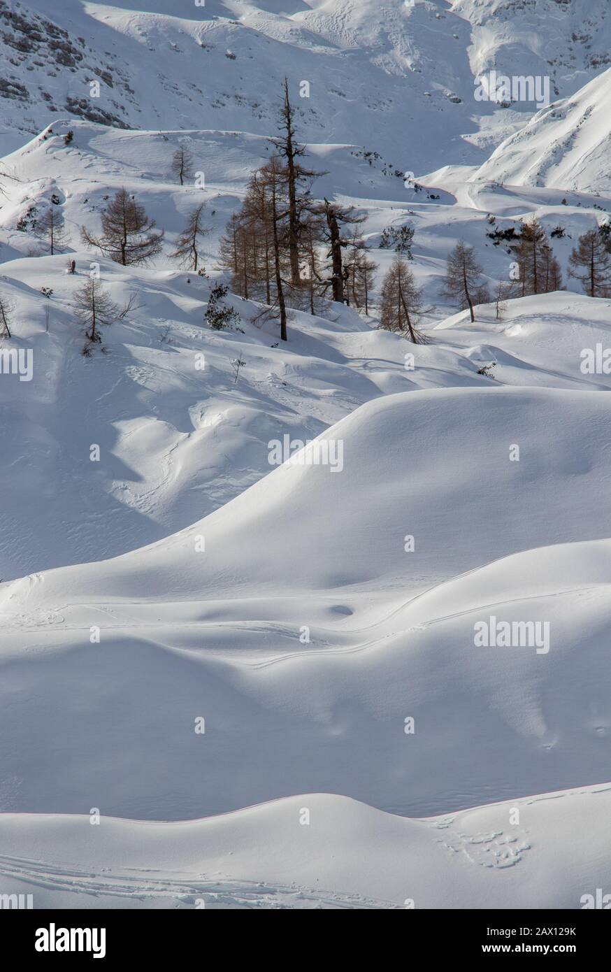 Schneeschichten mit einigen Lärchenbäumen Stockfoto