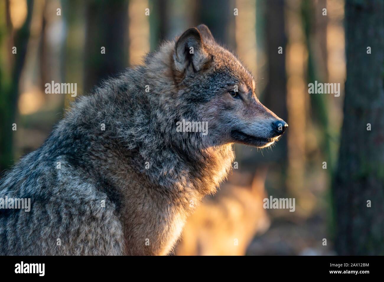 Porträt eines europäischen grauen Wolfes (Canis lupus lupus) im Highland Wildlife Park, Kincraig, Kingussie, Schottland, Großbritannien Stockfoto