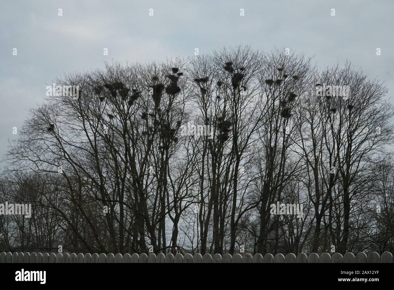 Nackte Bäume mit sichtbaren Nestern von Rabenvögel in den Zweigen. Erstaunlicher Naturhintergrund hinter den Zaunplanken im bewölkten Wintertag. Stockfoto