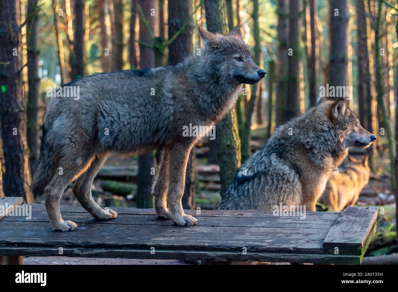 Paar graue Wölfe in Europa (Canis lupus lupus) im Highland Wildlife Park, Kincraig, Kingussie, Schottland, Großbritannien Stockfoto