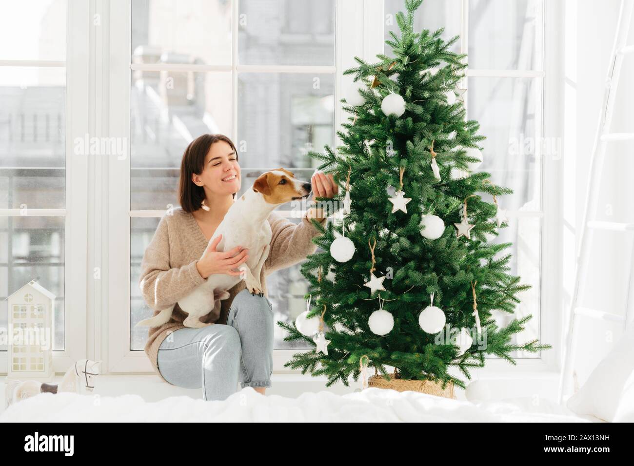 Weihnachten und Neujahrsfeier. Fröhliche Hausfrau mit breitem Lächeln, posiert in der Nähe dekorierter Firbaum mit Hund, der baulich riecht, posiert gegen großes Fenster Stockfoto