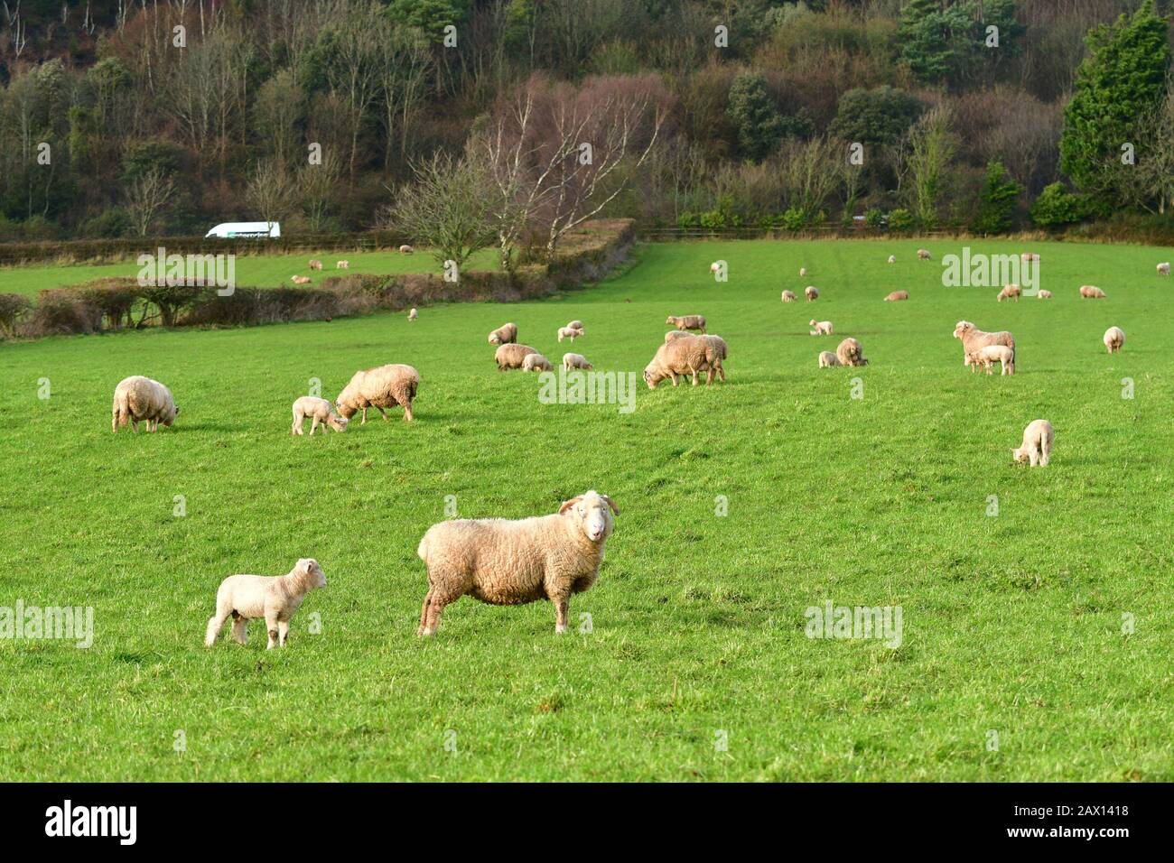 Bristol, Großbritannien. Februar 2020. Wetter in Großbritannien. Tickenham North Somerset.Lambs überleben die über Nacht sehr starken Regenfälle, die über Das Wochenende von Storm Ciara hochwinden. Bildnachweis: Robert Timoney/Alamy Live News Stockfoto