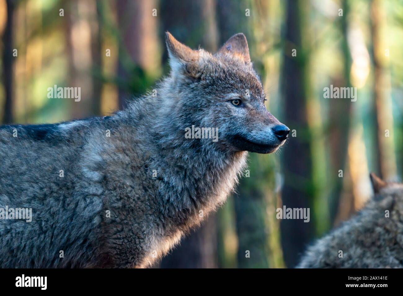 Porträt eines europäischen grauen Wolfes (Canis lupus lupus) im Highland Wildlife Park, Kincraig, Kingussie, Schottland, Großbritannien Stockfoto