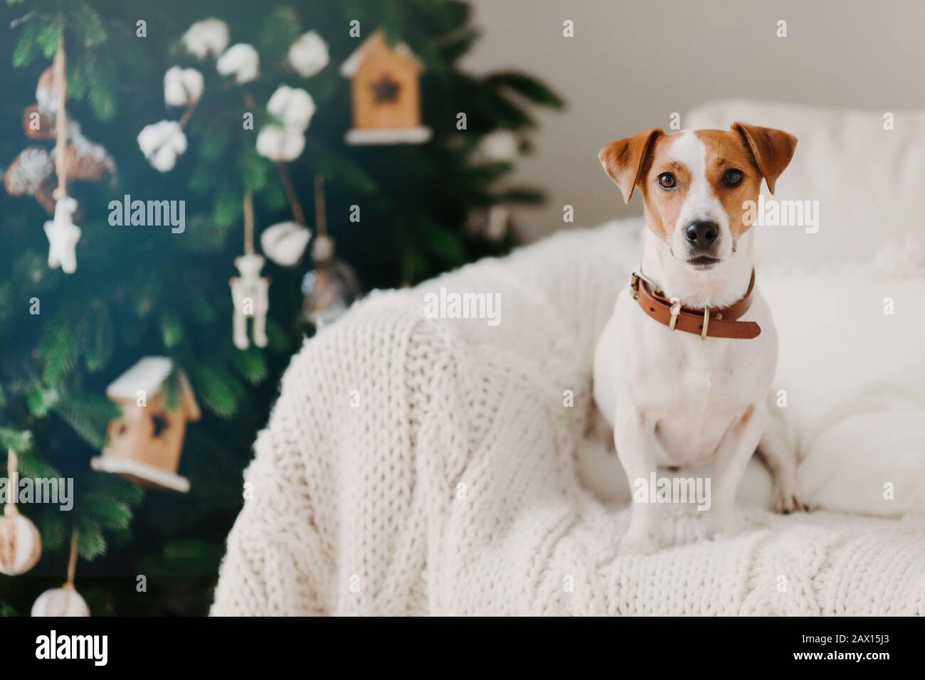 Innenschuss von lieblichem Welpen trägt Kragen um den Hals, Posen auf bequemem Sofa mit weißem Plaid, zu Hause, genießt festliche Atmosphäre. Frohes Neues Stockfoto