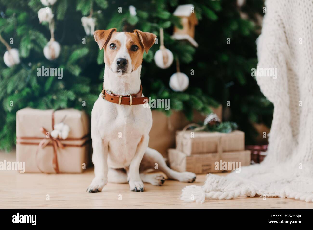 Bild des Stammhunds sitzt auf dem Boden in der Nähe von dekoriertem Firbaum und Weihnachtsgeschenken, hat festliche Stimmung und ist zu Hause. Tier- und Winterzeitkonzept Stockfoto