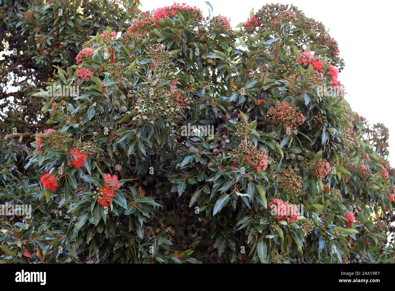Roter Blühender Gelbaum (Corymbia ficifolia), Tafelbergstraße, Kapstadt, Tafelbucht, Provinz Westkaps, Südafrika, Afrika Stockfoto